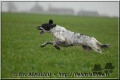 Setter Anglais AKIM DE BASSEGAS Setter Anglais AKIM DE BASSEGAS